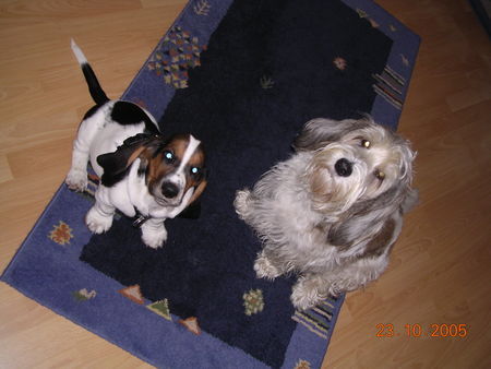 Basset Hound Quincy van de Ballasthoeve/PBGV Aimée 
