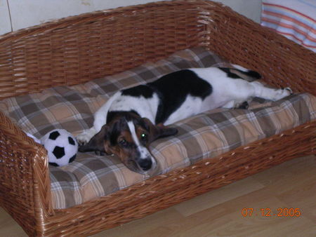Basset Hound Quincy van de Ballasthoeve