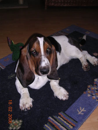 Basset Hound Quincy van de Ballasthoeve/PBGV Aimée 