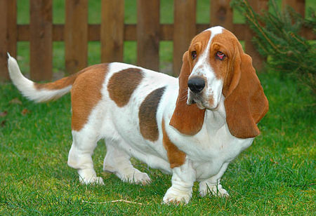 Basset Hound Basset-Hündin