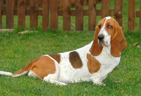 Basset Hound Basset-Hündin