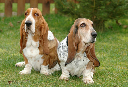 Basset Hound Hunde Foto 36884 in höherer Auflösung ansehen Basset Hound Basset-Hündin