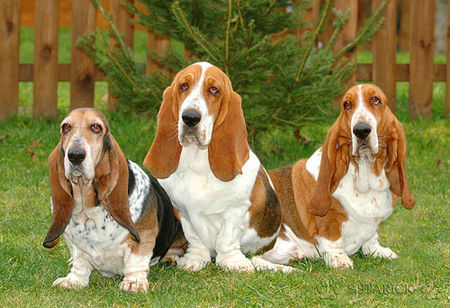 Basset Hound Hunde Foto 36888 in höherer Auflösung ansehen Basset Hound Basset-Hündin