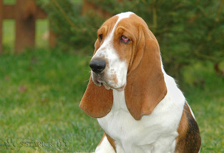 Basset Hound Basset-Hündin