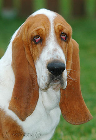 Basset Hound Hunde Foto 36890 in höherer Auflösung ansehen Basset Hound Basset-Hündin
