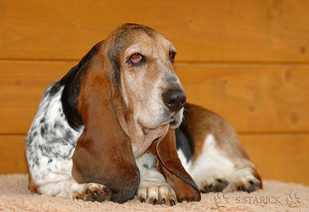 Basset Hound Basset-Hündin