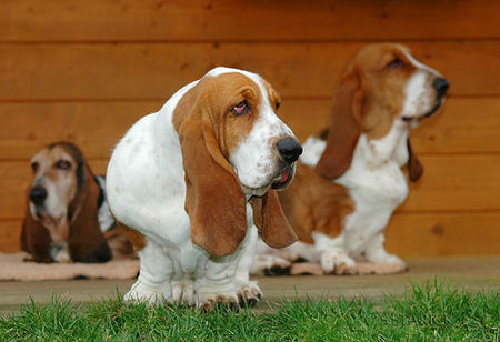 Basset Hound Basset-Hündin