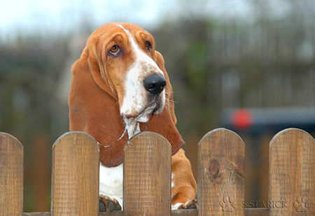 Basset Hound Basset-Hündin