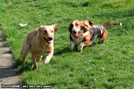 Basset Hound Die rasende Loonah