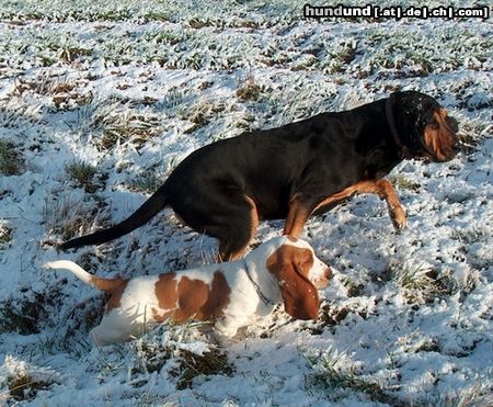 Basset Hound Hunde Foto 10437 Basset Hound MOMO (Queenie Moraviabray), mit 6 Monaten, mit Bloodhound Minifee beim Spariergang im Schnee.