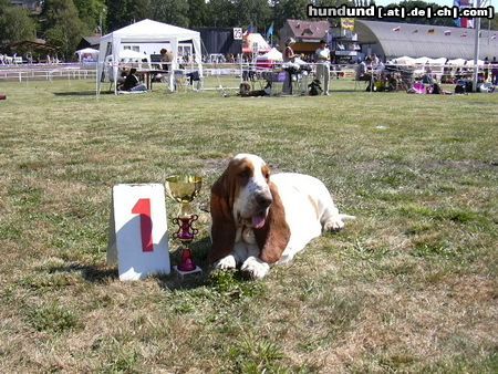 Basset Hound Hunde Foto 5546 Basset Hound Basset hound - kennel Moravia Bray