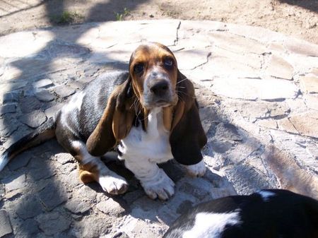 Basset Hound Hunde Foto 32712 Basset Hound Gottlieb vom Julenhof 10Wo.