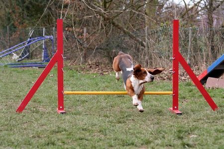 Basset Hound agility-Loonah über die Hürde