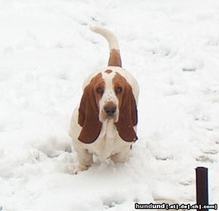 Basset Hound Hunde Foto 10438 Basset Hound MOMO (Queenie Moraviabray), mit 6 Monaten.