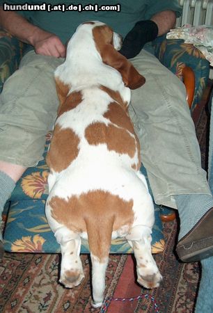 Basset Hound Hunde Foto 10439 Basset Hound MOMO (Queenie Moraviabray), Loooong dog.......
