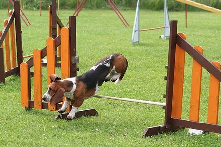 Basset Hound agility-Loonah an Hürde