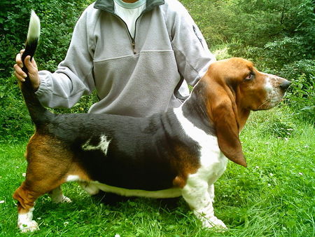 Basset Hound Gottlieb v. Julenhof 17Monaten