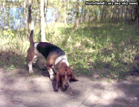 Basset Hound DAS IST DER BALDY MIT 1 JAHR