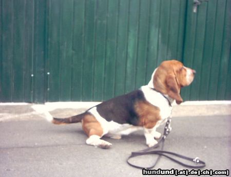 Basset Hound DAS IST DER BALDY MIT 1 JAHR