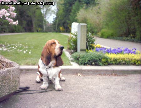 Basset Hound Hunde Foto 3739 Basset Hound BALDY-SCHLAF HUND