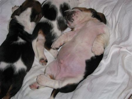Basset Hound Hunde Foto 39856 in höherer Auflösung ansehen Basset Hound Wem geht es besser -Charles Pressburger Burger 4 Wochen alt
