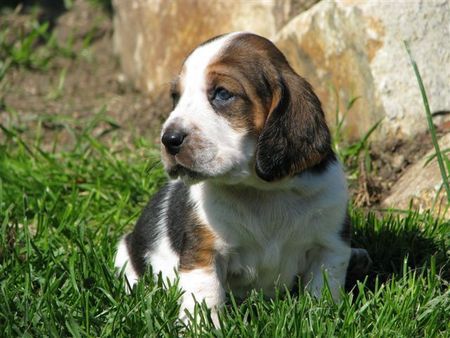 Basset Hound Calibra Pressburger Burger 4 Wochen alt