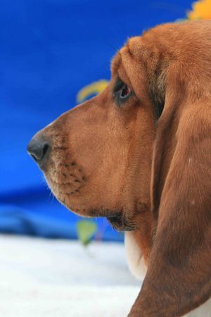 Basset Hound Gottlieb 18 Monate