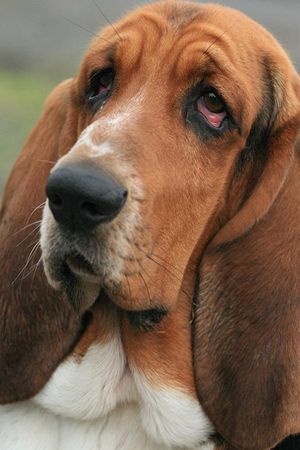 Basset Hound Gottlieb 18 Monate