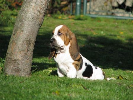 Basset Hound CHIRO Pressburger Burger