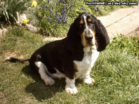 Basset Hound Hunde Foto 12437 Basset Hound scherlock