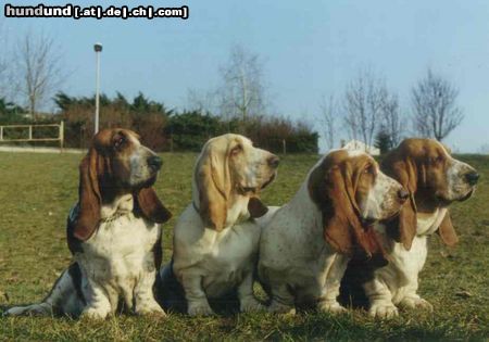 Basset Hound Hunde Foto 5373 Basset Hound Baset hound - Moravia Bray Czech republik