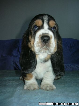Basset Hound Hunde Foto 6371 Basset Hound Kennel MORAVIA BRAYJackie