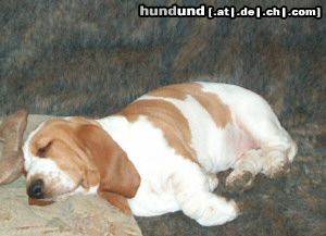 Basset Hound Hunde Foto 9275 Basset Hound Quine Moravia Bray