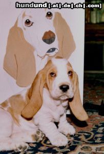 Basset Hound Hunde Foto 9274 Basset Hound Quine Moravia Bray