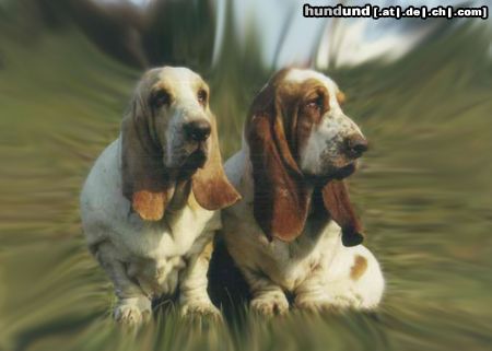 Basset Hound Hunde Foto 5372 Basset Hound Basset hound - kennel Moravia Bray