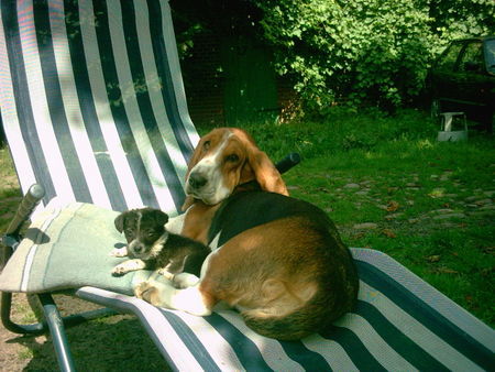 Basset Hound