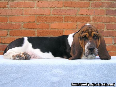 Basset Hound Hunde Foto 5778 Basset Hound