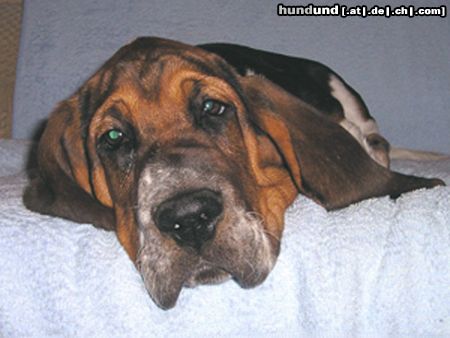 Basset Hound Hunde Foto 5779 Basset Hound Casper Moravia Bento