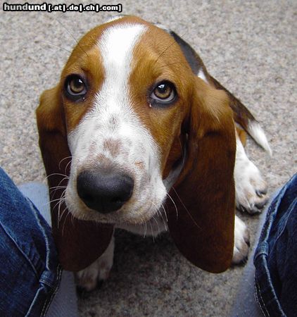 Basset Hound Hunde Foto 8022 Basset Hound Loonah, geb. 1.7.2003