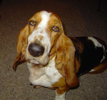 Basset Hound Loonah als Model