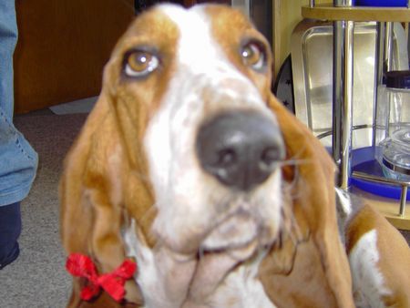 Basset Hound Loonah mit Schleifchen