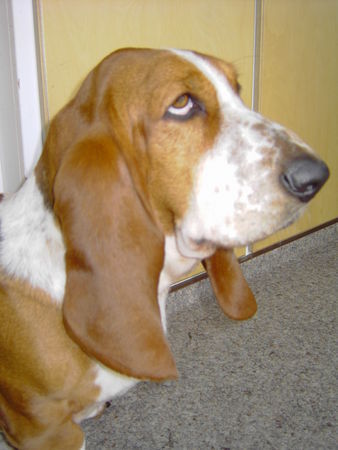 Basset Hound Basset im Profil