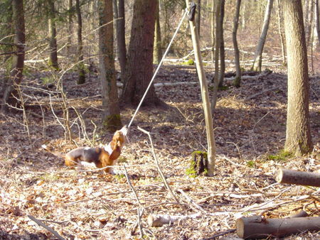 Basset Hound Loonah bei der Arbeit im Wald