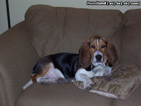 Basset Hound Hunde Foto 22414 Basset Hound Camay