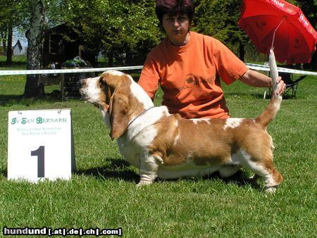 Basset Hound Hunde Foto 22242 in höherer Auflösung ansehen Basset Hound BASSET HOUND kennel QUEEN´S HERMELIN aus Czech republic Ihnen vorstellt seine Championat