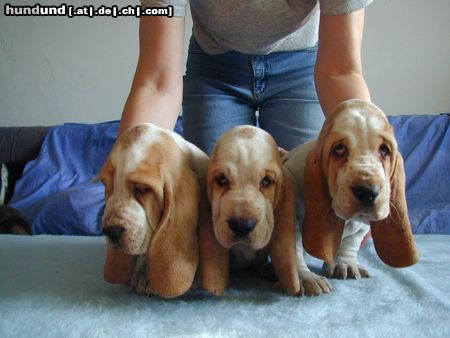 Basset Hound Hunde Foto 5152 Basset Hound kennel Moravia Bray