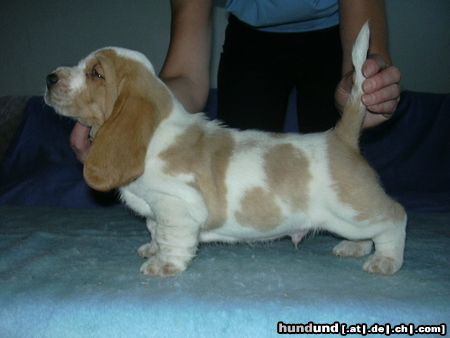 Basset Hound Hunde Foto 6958 Basset Hound Kennel Moravia Bray Quentin