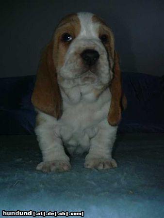Basset Hound Hunde Foto 6959 Basset Hound Kennel Moravia Bray Quentin