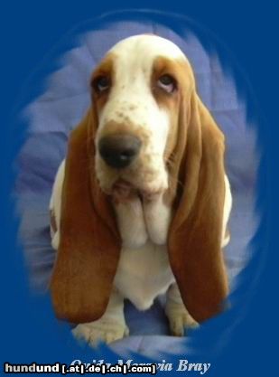 Basset Hound Hunde Foto 9288 Basset Hound Quida Moravia Bray