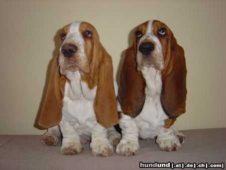 Basset Hound Hunde Foto 9337 Basset Hound Kennel Moravia Bray Vadik und Scarlet